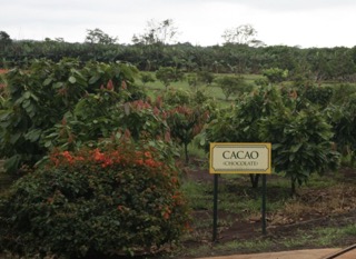 Po stopách kakaa na Kostarice