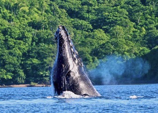 Pozorování delfínů a velryb